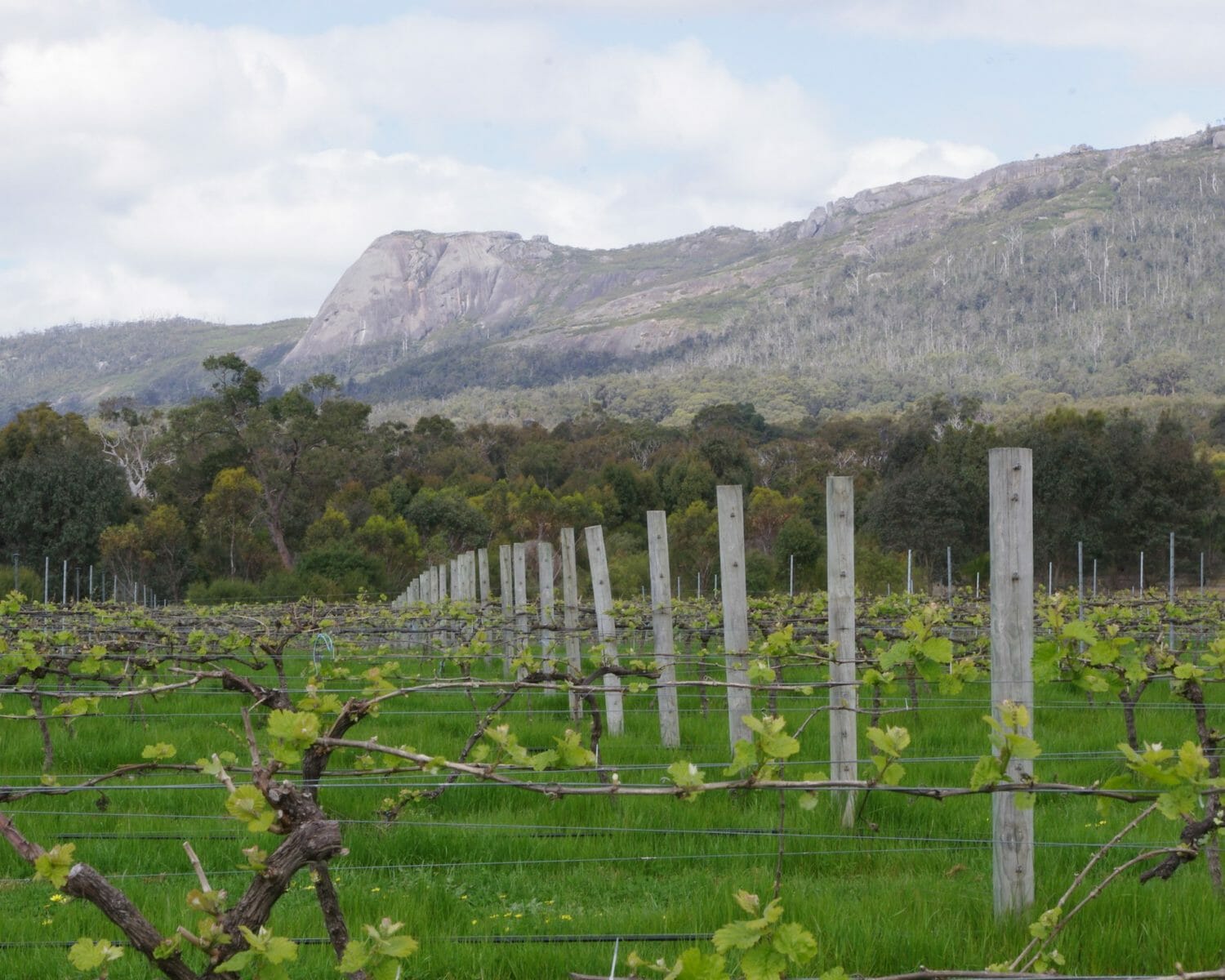 Granite Skywalk, Castle Rock - Porongurup National Park - Credit Down Under Discoveries