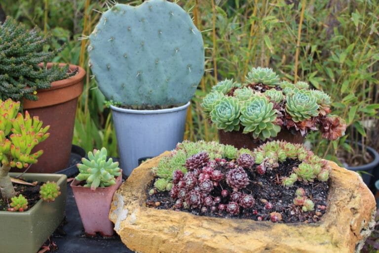 Maleeya's Bamboo Nursery