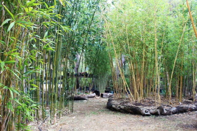 Maleeya's Bamboo Nursery