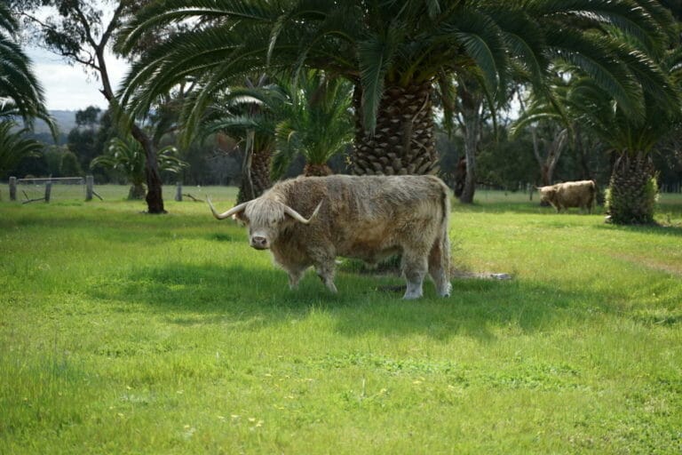 Resident Highland Cows at Maleeya's Spa Studio