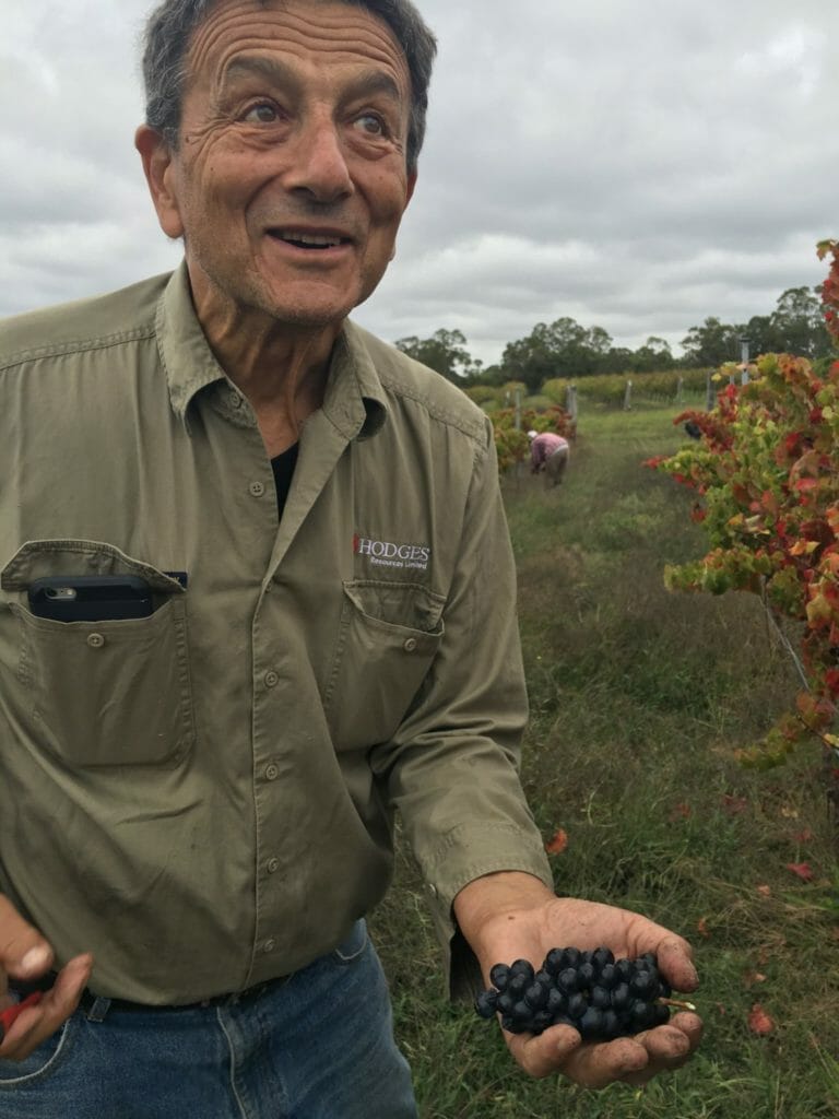 Montefalcon Vineyard