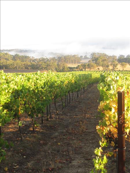 Mount Trio Vineyard - Shiraz Vines
