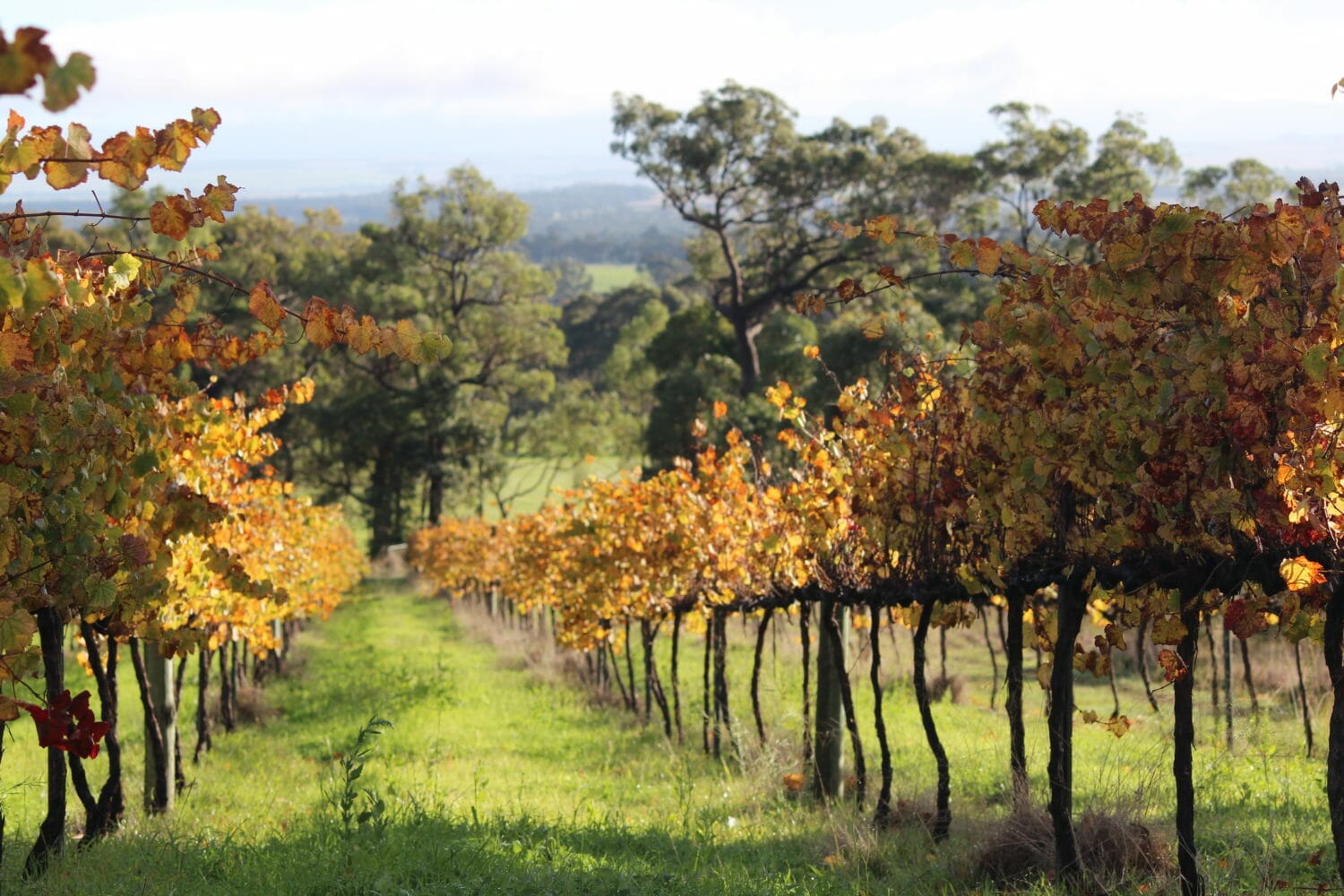 Vineyards in the Porongurups