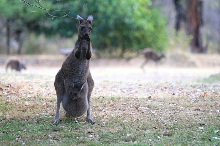 Resident Kangaroo with her Joey feeding from fruit trees in the garden