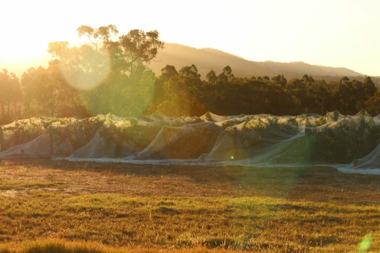 Shepherd's Hut Vineyard