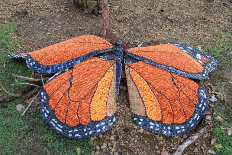 Monarch of all he surveys by Trish Powell, 2019 Art in the Porongurup