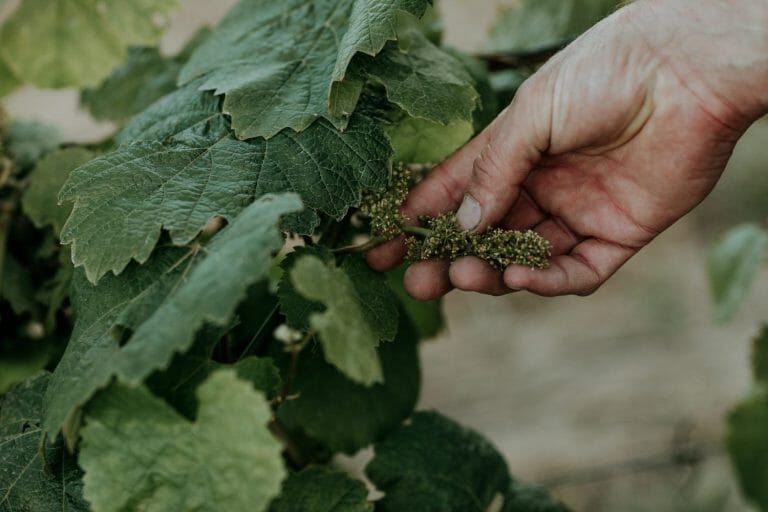 Grape vines at Castle Rock Estate