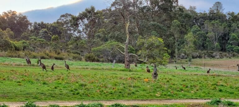 Thorn's Mountain Retreats